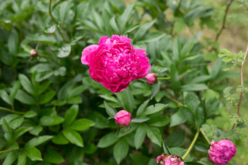 Vibrant pink peony in lush green garden