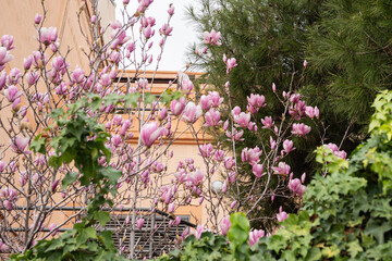 Blooming pink magnolia trees with vibrant green foliage in garden setting