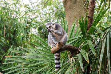 Lemur sitting among lush greenery on a tree branch in tropical habitat