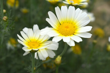 Fototapeta premium White Yellow Crown Daisy, Close-up of a white and yellow crown daisy flower, blooming in nature, Close-up shot of beautiful White yellow Crown Daisy flower (Chrysanthemum coronarium), Crown Daisy,