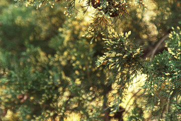Pine tree in flower in the afternoon light