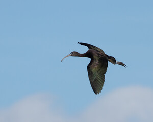 A glossy ibis flying against a clear blue sky