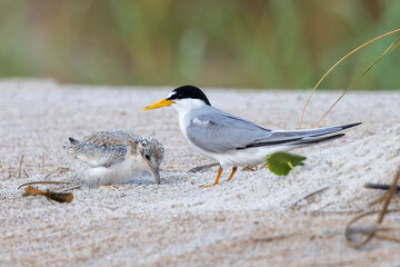 A least tern chick in front of its parent 
