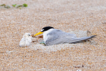 A least tern parent touching the beak of the chick in a tender moment