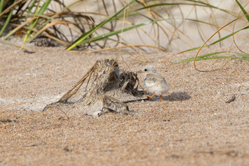 A single least tern chick alone on the beach with one foot lifted