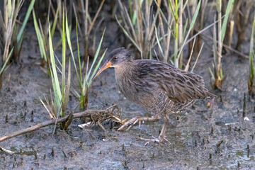 A clapper rail walking on the mud flat of a salt marsh