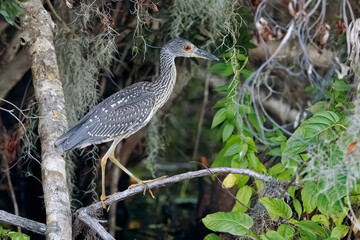 A juvenile yellow-crowned night heron perched on a thin branch along the St. Johns River