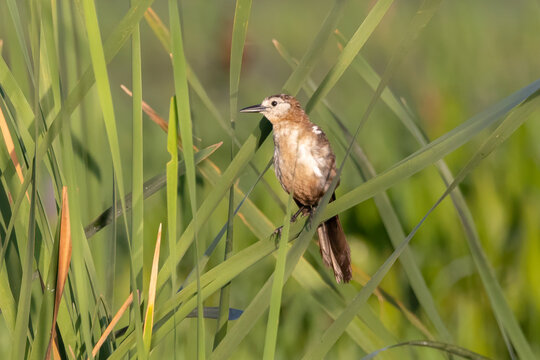 A leucistic boat-tailed grackle perched on grass