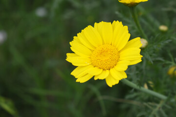 Bright Yellow Crown Daisy, Close-up of a Bright yellow crown daisy flower, blooming in nature, Close-up shot of beautiful yellow Crown Daisy flower (Chrysanthemum coronarium), Crown Daisy,