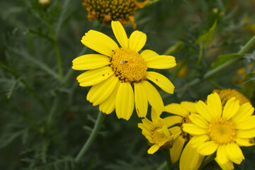 Bright Yellow Crown Daisy, Close-up of a Bright yellow crown daisy flower, blooming in nature, Close-up shot of beautiful yellow Crown Daisy flower (Chrysanthemum coronarium), Crown Daisy,