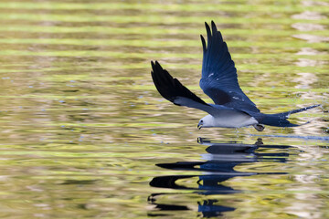 A swallow-tailed kite dipping its beak in the water with a gold reflection on the water