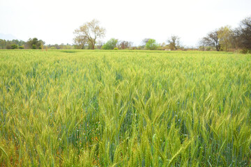 Green wheat field close up image, Green Wheat whistle, Wheat bran fields, agriculture, wheat field...