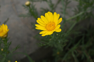 Bright Yellow Crown Daisy, Close-up of a Bright yellow crown daisy flower, blooming in nature,...