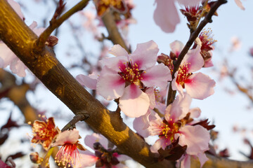 Beautiful Pink Peach Blossoms in a Garden, Pink Peach Flowers Blooming on Peach Tree, Beautiful peach flowers close up - as background, Flowering branch of fruit flower closeup