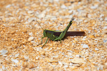An obscure bird grasshopper sitting on a sandy path in Florida