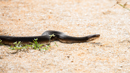 A northern cottonmouth snake sunning on a gravel path by the saltwater marsh along the Tolomato...