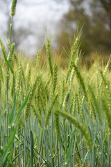 Green wheat field close up image, Green Wheat whistle, Wheat bran fields, agriculture, wheat field...
