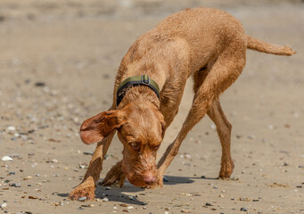a wirehaired vizsla on beach