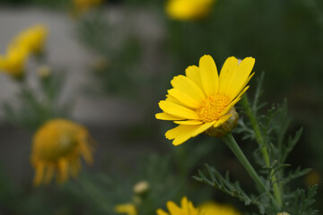 Bright Yellow Crown Daisy, Close-up of a Bright yellow crown daisy flower, blooming in nature, Close-up shot of beautiful yellow Crown Daisy flower (Chrysanthemum coronarium), Crown Daisy,