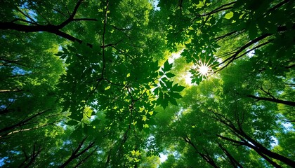Fototapeta premium Drone view of vibrant green forest canopy, sunlight dappling through leaves, forest, wildlife