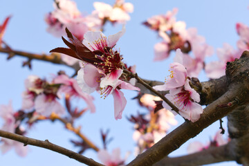 Beautiful Pink Peach Blossoms in a Garden, Pink Peach Flowers Blooming on Peach Tree, Beautiful peach flowers close up - as background, Flowering branch of fruit flower closeup