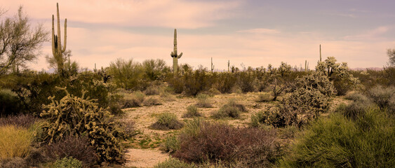 Panorama Landscape Sonoran Desert Arizona
