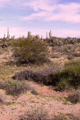 Landscape Sonoran Desert Arizona