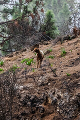 A beautiful brown ram walks along the slopes in Tenerife	
