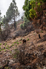 A beautiful brown ram walks along the slopes in foggy weather in search of food in Tenerife	
