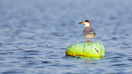 A Forster's tern in breeding plumage perched on a float/bouy