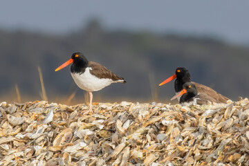 Three American oystercatchers perched on the top of an oyster rake along the Tolomato River