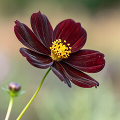 Chocolate Cosmos (Cosmos atrosanguineus)


