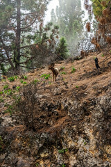 A beautiful brown ram walks along the slopes in foggy weather in Tenerife	
