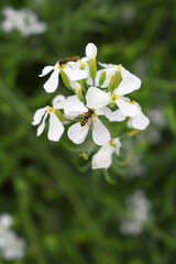 Beautiful white Radish Flower. Radish flower bloom. Closeup radish flower with green leaves in the spring, also known by its common name Virginia stock. Radish flower blooming in nature