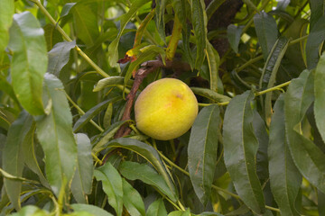 Fresh young unripe Peach fruits on a tree branch with leaves closeup, A bunch of unripe Peaches on a branch, beautiful delicious fruit peaches on the tree, peach fruits grow on a peach tree branch