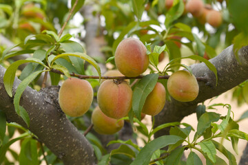 Fresh young unripe Peach fruits on a tree branch with leaves closeup, A bunch of unripe Peaches on...