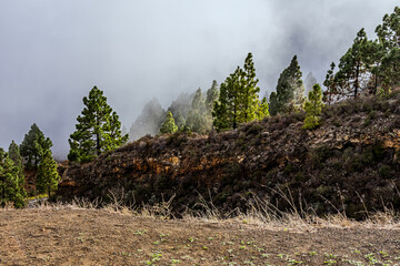 Beautiful green trees and dry grass in foggy weather during the day in Tenerife	
