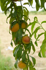 Fresh young unripe Peach fruits on a tree branch with leaves closeup, A bunch of unripe Peaches on a branch, beautiful delicious fruit peaches on the tree, peach fruits grow on a peach tree branch