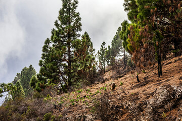 A beautiful brown ram walks along the slopes in foggy weather among the trees in Tenerife	
