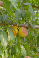 Fresh young unripe Peach fruits on a tree branch with leaves closeup, A bunch of unripe Peaches on a branch, beautiful delicious fruit peaches on the tree, peach fruits grow on a peach tree branch