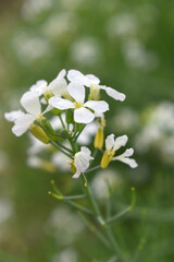 Beautiful white Radish Flower. Radish flower bloom. Closeup radish flower with green leaves in the spring, also known by its common name Virginia stock. Radish flower blooming in nature