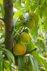 Fresh young unripe Peach fruits on a tree branch with leaves closeup, A bunch of unripe Peaches on a branch, beautiful delicious fruit peaches on the tree, peach fruits grow on a peach tree branch