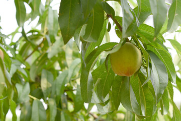 Fresh young unripe Peach fruits on a tree branch with leaves closeup, A bunch of unripe Peaches on a branch, beautiful delicious fruit peaches on the tree, peach fruits grow on a peach tree branch