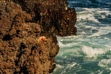 A small crab on a small rock on the shore of the Atlantic Ocean on the island of Tenerife close up	

