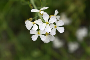Beautiful white Radish Flower. Radish flower bloom. Closeup radish flower with green leaves in the spring, also known by its common name Virginia stock. Radish flower blooming in nature
