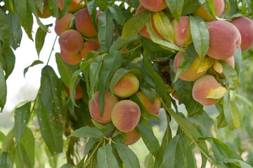 Fresh young unripe Peach fruits on a tree branch with leaves closeup, A bunch of unripe Peaches on a branch, beautiful delicious fruit peaches on the tree, peach fruits grow on a peach tree branch