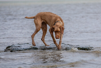a wirehaired vizsla swimming