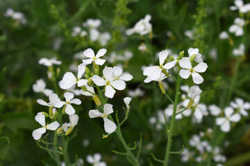 Beautiful white Radish Flower. Radish flower bloom. Closeup radish flower with green leaves in the spring, also known by its common name Virginia stock. Radish flower blooming in nature