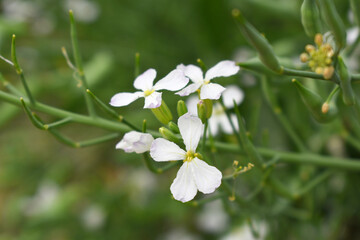 Beautiful white Radish Flower. Radish flower bloom. Closeup radish flower with green leaves in the spring, also known by its common name Virginia stock. Radish flower blooming in nature