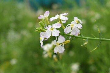 Beautiful white Radish Flower. Radish flower bloom. Closeup radish flower with green leaves in the spring, also known by its common name Virginia stock. Radish flower blooming in nature